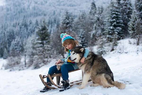 Les enfants heureux s'amusent et chevauchent le traîneau dans la forêt enneigée d'hiver, profitez de la saison d'hiver. Enfants étreinte chien husky. — Photo