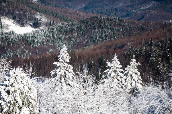 Winterlandschap, winterse scène van ijzige bomen op besneeuwde mistige achtergrond. Kerstkaart. — Stockfoto