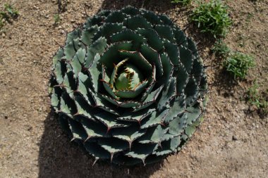 Kaktüs sırtı, kaktüs tasarımı ya da kaktaceae deseni.