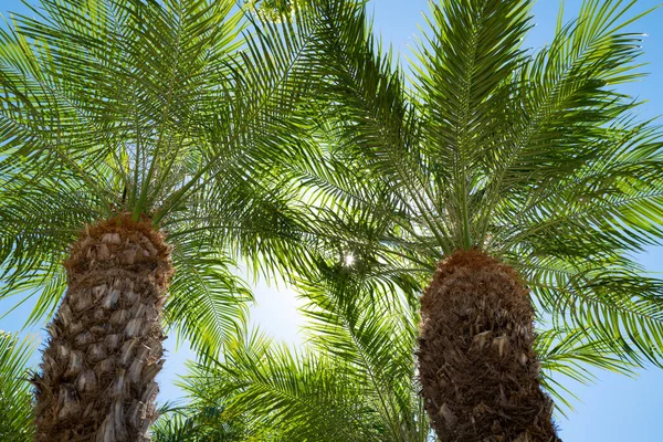 Arbres tropicaux fond. Coco Palms sur ciel bleu. Exotique fond naturel d'été, feuilles vertes, paysage naturel. Palmiers arrière-plan. — Photo