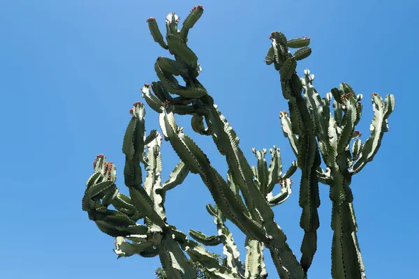 Cactus en el desierto en el fondo del cielo, cactus o cactaceae patrón. —  Fotos de Stock