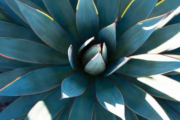 Verde agave. Fondo de cactus, diseño de cactus o patrón de cactaceae. —  Fotos de Stock