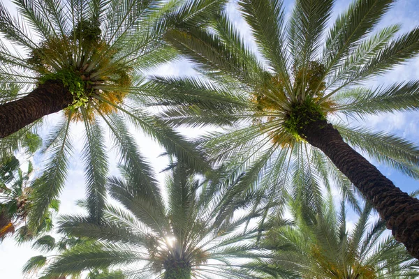 Kokospalmer, vacker tropisk konsistens med solljus på himlen abstrakt bakgrund. Tropisk bakgrund på sol ljus himmel. — Stockfoto
