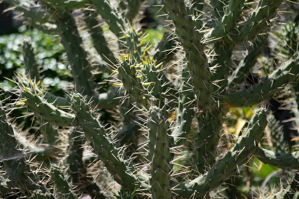 Backdround kaktusów, projekt kaktusów lub wzór kaktusów. — Zdjęcie stockowe