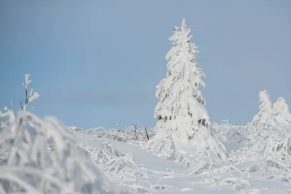 Sosna pokryta śniegiem, choinka. Krajobraz z zaśnieżonym lasem z zamarzniętymi drzewami po opadach śniegu. Zimowe tło lasu. — Zdjęcie stockowe