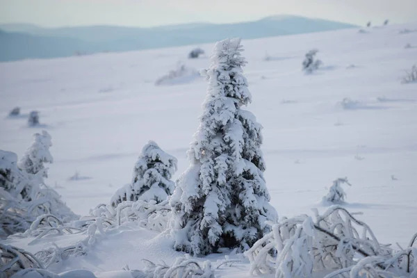 Sosna pokryta śniegiem, choinka. Krajobraz zimą. Zimowe tło śniegu i mrozu z wolną przestrzenią do dekoracji. — Zdjęcie stockowe