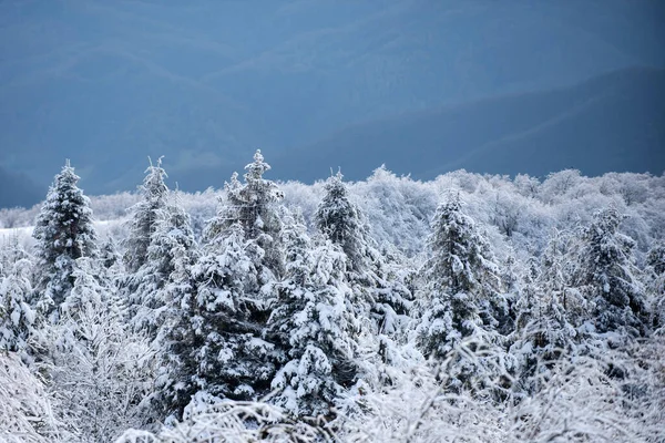 Paesaggio in inverno. Paesaggio invernale, scena invernale di alberi ghiacciati su sfondo nebbioso innevato. — Foto Stock