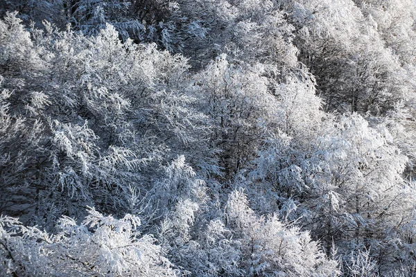 Ośnieżone drzewa w górach na zimowym krajobrazie. Zimowe tło lasu. Kartka świąteczna. — Zdjęcie stockowe