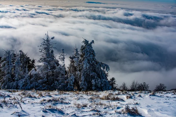 Ośnieżone drzewa w górach na zimowym krajobrazie. Zimowe tło lasu. Zimowa scena ze śnieżnym lasem. — Zdjęcie stockowe
