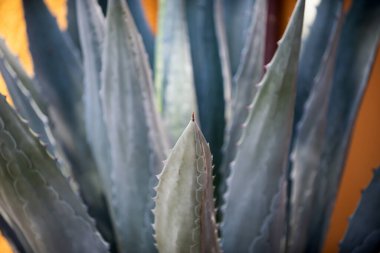 Agave kaktüsü. Kaktüs sırtı, kaktüs ya da kaktaceae desenlerini kapatın..