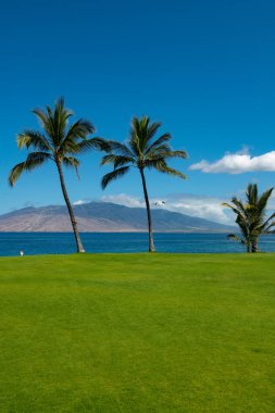 Palmiye adası cennet duvar kağıdı. Hindistan cevizi palmiyeleri, güzel tropikal desen gökyüzünde güneş ışığı soyut arkaplan.