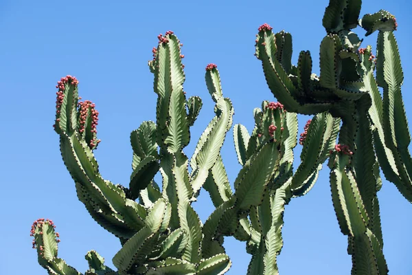Cactus on blue sky backdround, cacti design or cactaceae pattern. — Stock Photo, Image
