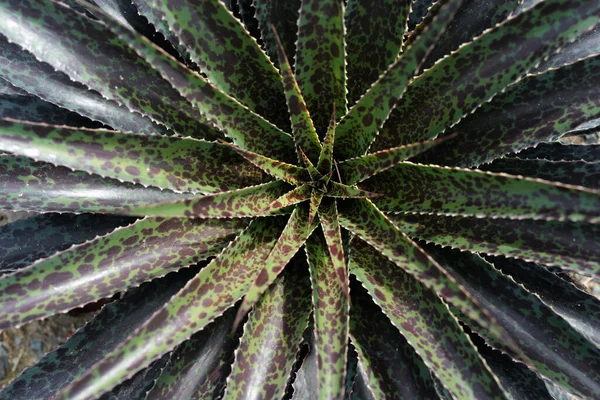 Πράσινο Αγαύη. Σχέδιο κάκτων backdround, cacti ή cactaceae. — Φωτογραφία Αρχείου