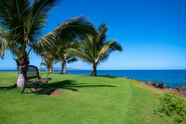 Avuç içi egzotik desen. Tropik ağaçların arka planı. Mavi gökyüzünde Coco palmiyeleri. Egzotik yaz doğası, doğal manzara. Yaz tropik adası, tatil ya da tatil düzeni.