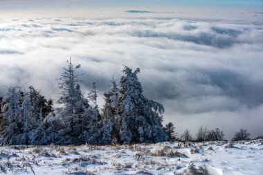 Ağaçların karla kaplı olduğu kış manzarası. Karlı ormanlı kış sahnesi.