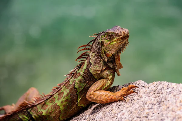 Un primo piano di un'iguana verde. iguana verde, conosciuta anche come iguana americana, specie erbivora del genere Iguana. — Foto Stock