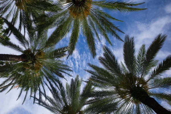Tropisk bakgrund på sol ljus himmel. Tropisk palm med solljus på himlen abstrakt bakgrund. Sommar semester och natur resor äventyr koncept. — Stockfoto