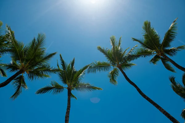 Papel pintado de palmas. Palmera tropical con luz solar sobre fondo abstracto del cielo. Vacaciones de verano y naturaleza viaje aventura concepto. —  Fotos de Stock