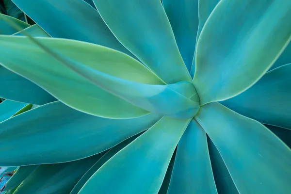 Agave green. Kaktusové pozadí, design kaktusů nebo kaktusovité vzory. — Stock fotografie