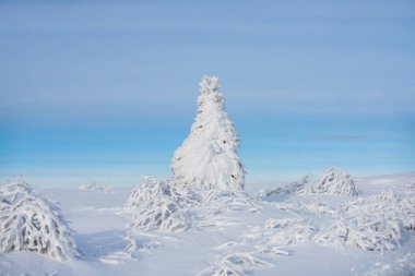 Karlı kış Noel manzarası. Yeni yıl duvar kağıdı. Kar ve ağaçların yağdığı Kış Noel Ormanı.