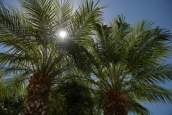 Gröna löv mönster struktur i en djungel. Palmer på blå himmel, palm vid tropisk kust, kokosnötsträd med tropiska palmblad bakgrund. — Stockfoto