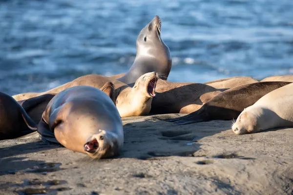 Focas de piel en la costa rocosa de la playa. Arctocephalus forsteri. — Foto de Stock