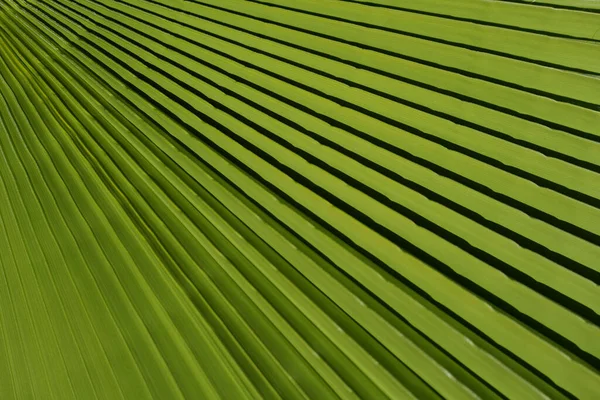 Tropické zelené pozadí. Palmové listy pozadí, přírodní zelená textura s palmovým listím na pozadí. — Stock fotografie