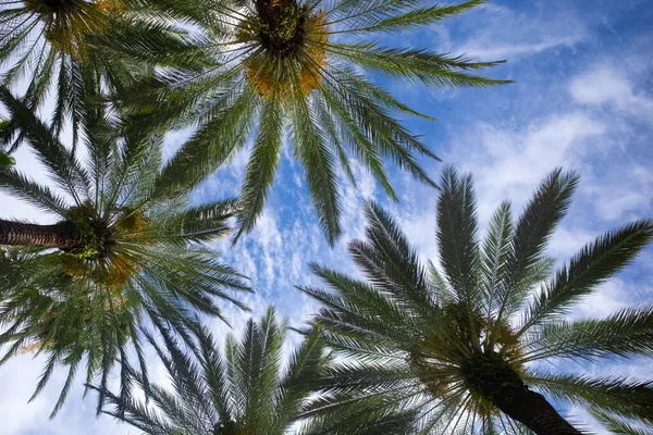 Tropisk bakgrund på sol ljus himmel. Tropiska palm kokosnötsträd på himlen, natur bakgrund. — Stockfoto