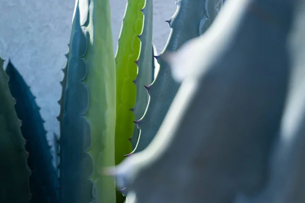 Fondo de cactus, diseño de cactus o patrón de cactaceae. — Foto de Stock