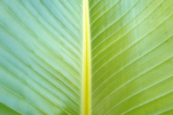 Kokospalmen grüne Textur Hintergrund. Tropische Palmen Kokospalmen am Himmel, Hintergrund der Natur. Tropisch grüne Mustertextur. — Stockfoto