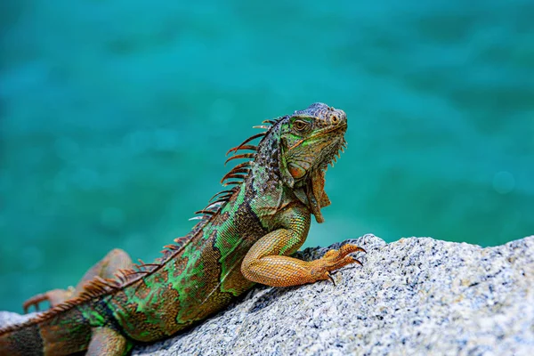 Gröna Iguana, även känd som Common eller amerikanska leguan, på natur bakgrund. En närbild av en grön leguan. — Stockfoto