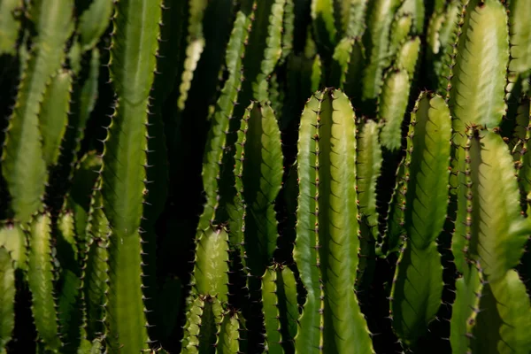 Kaktusz háttér, kaktuszok vagy kaktuszminták. — Stock Fotó