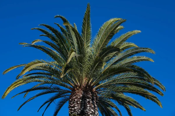 Fondo de árboles tropicales. Coco palmeras en el cielo azul. Exótico fondo de la naturaleza de verano, hojas verdes, paisaje natural. Palmeras diseño trópico. — Foto de Stock