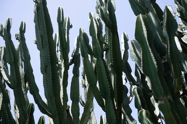 Kaktusz háttér, kaktuszok vagy kaktuszminták. — Stock Fotó