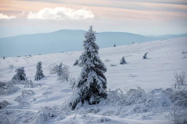 Nieve cubierta de pino, árbol de Navidad. Paisaje invernal con árboles cubiertos de heladas nevadas. Naturaleza de invierno para el diseño. —  Fotos de Stock