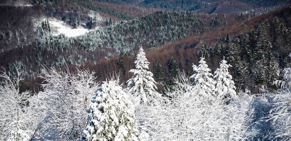 Zimowe wakacje i podróże. Ośnieżone drzewa w górach na zimowym krajobrazie. Zimowe tło lasu. — Zdjęcie stockowe