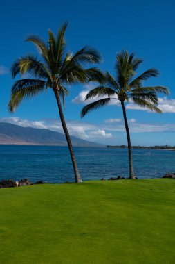 Gökyüzünde güneş ışığı olan tropik palmiye ağacı soyut bir arkaplan. Yaz tatili ve doğa yolculuğu macera konsepti. Avuç içi egzotik desen.