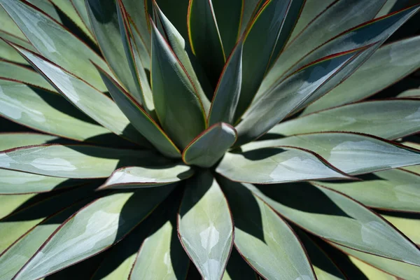 Agave. Kaktus v pouštním prostředí, kaktusy nebo kaktusy. Agave kaktus. — Stock fotografie