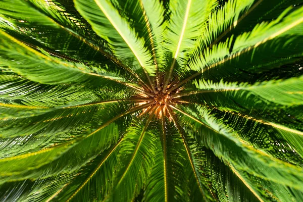Textura de folha tropical, folhagem de palma natureza fundo verde . — Fotografia de Stock
