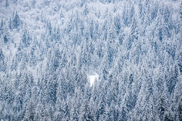 Forêt de Noël d'hiver avec chute de neige et d'arbres. Paysages en hiver. Matin glacial en forêt. — Photo
