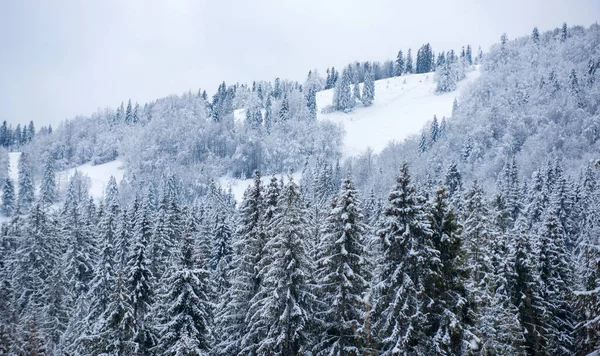 Pinos cubiertos de nieve en las montañas en el paisaje de invierno. Fondo del bosque de invierno. Paisajes en invierno. Mañana helada en el bosque. —  Fotos de Stock