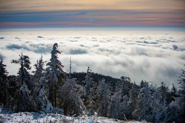 Paisaje invernal, escena invernal de árboles helados sobre fondo nevado brumoso. Mañana helada en el bosque. —  Fotos de Stock