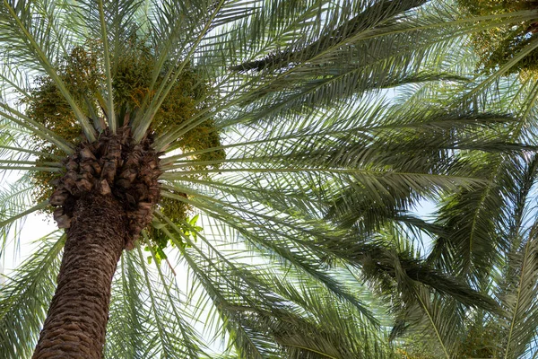 Handflatornas bakgrund. Tropiska palmblad bakgrund, kokos palmer. Sommar tropisk ö, semester mönster. — Stockfoto