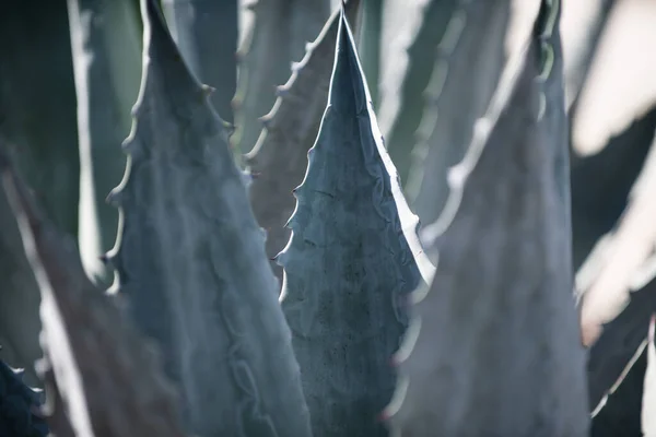 Agave de cerca. Fondo de cactus, diseño de cactus o patrón de cactaceae —  Fotos de Stock