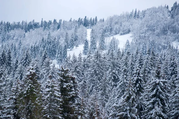 Paisaje invernal, escena invernal de árboles helados sobre fondo nevado brumoso. Paisajes en invierno. Frosty en el bosque. —  Fotos de Stock
