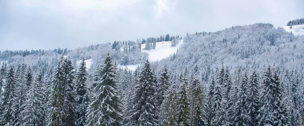 Escena de invierno con bandera de bosque nevado. Pinos cubiertos de nieve, fondo de invierno. Montañas frías y nevadas de invierno. —  Fotos de Stock