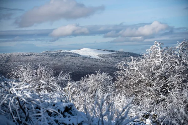 Zimowy krajobraz, mroźna scena mroźnych drzew na śnieżnym mglistym tle. Wspaniała scena świąteczna. — Zdjęcie stockowe