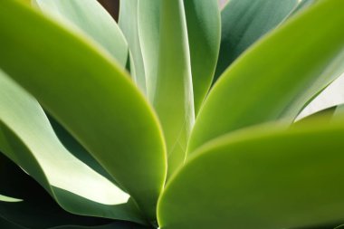 Agave kaktüsü. Kaktüs sırtı, kaktüs tasarımı ya da kaktaceae deseni.