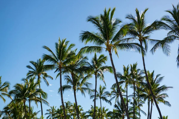 Palmeras paisaje con soleado paraíso tropical. Palmeras de coco, hermosa textura tropical con luz solar en el cielo fondo abstracto. —  Fotos de Stock
