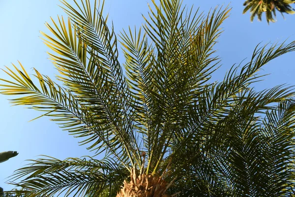 Palmernas tropiska mönster. Tropiska träd bakgrund. Kokospalmer på blå himmel. — Stockfoto